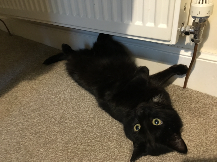 Olaf warming his belly by the radiator